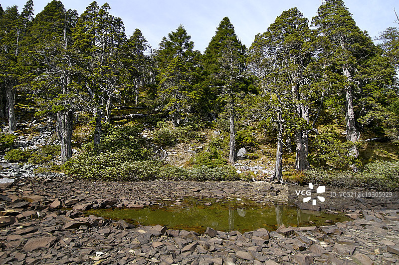 台湾,台中县,翠池,标高3520M,图片素材