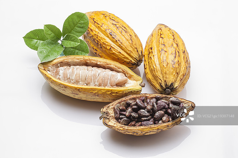 可可豆,图片素材