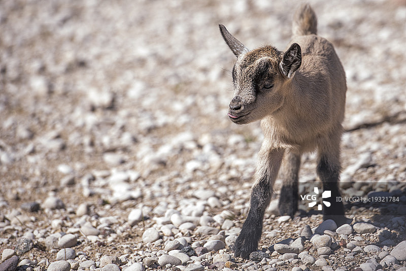 小山羊迈出第一步图片素材