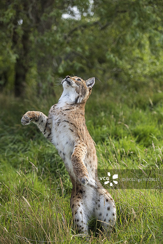 一只欧亚猞猁正在跳跃图片素材