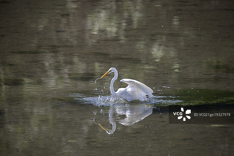 北京清河白鹭戏水图片素材