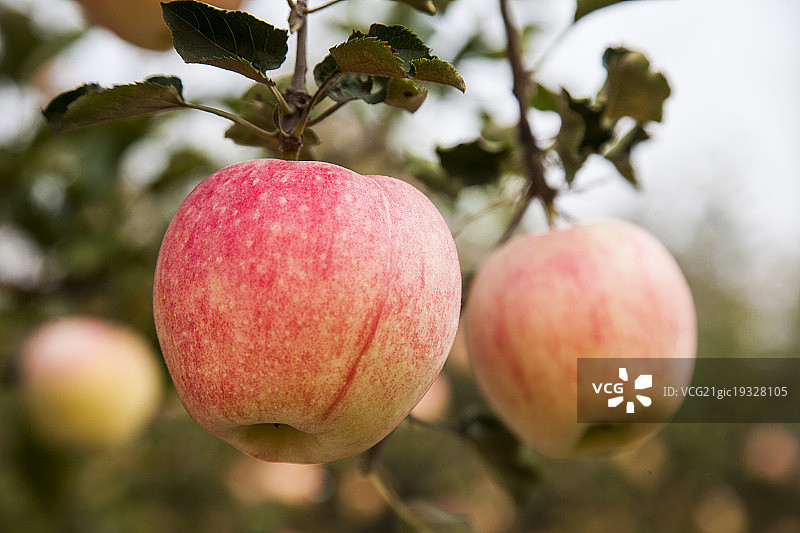 辽宁锦州苹果图片素材
