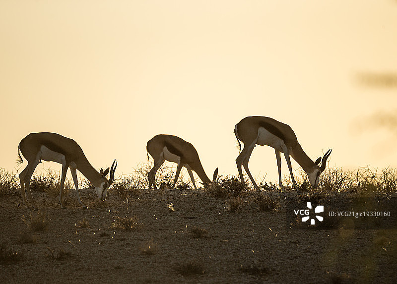 三只跳羚图片素材