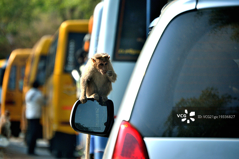 野生动物安全图片素材