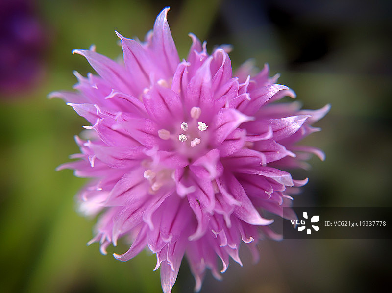 韭菜特写图片素材