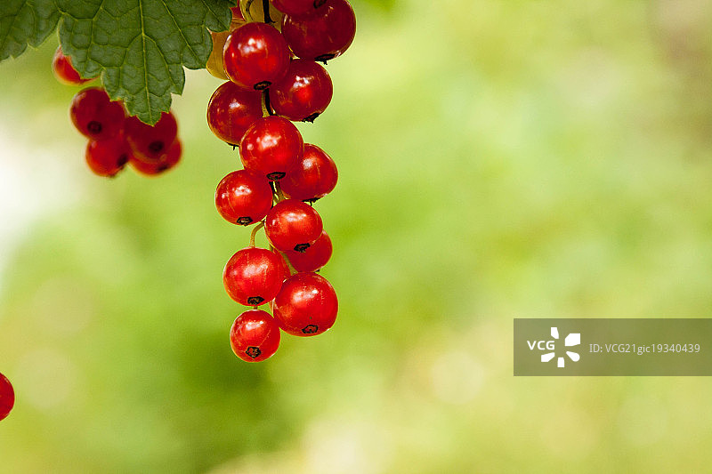 红醋栗图片素材