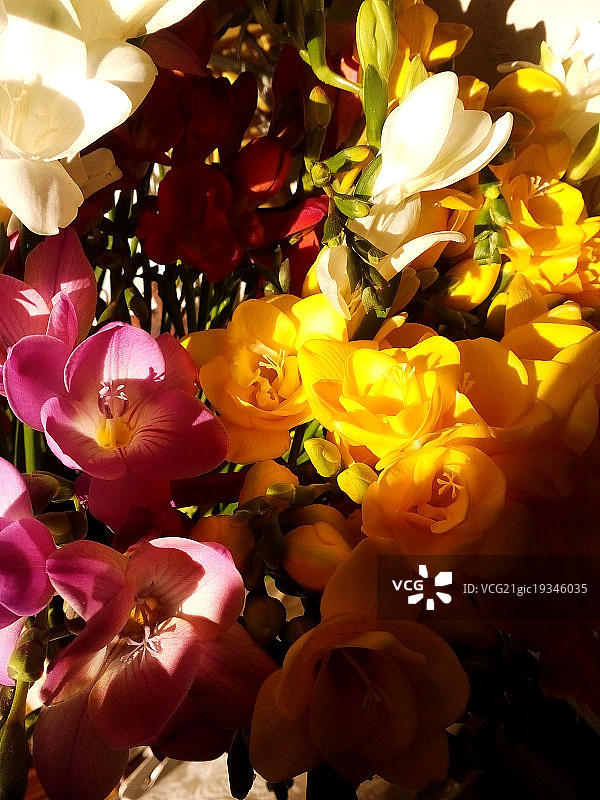 小苍兰图片素材