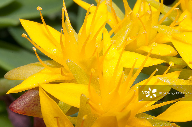 帕尔默景天图片素材