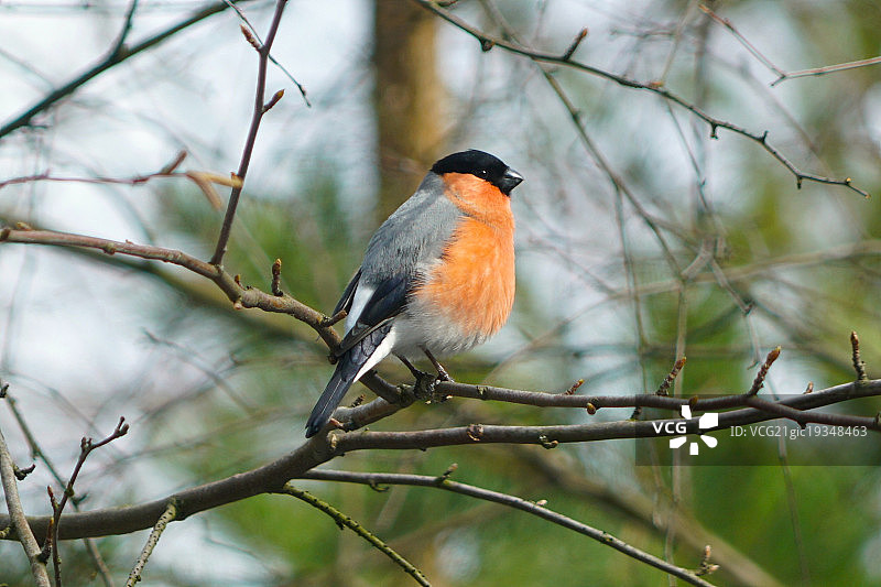 红腹灰雀图片素材