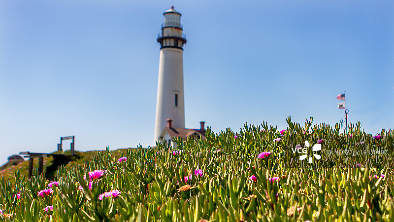 鸽子角图片素材