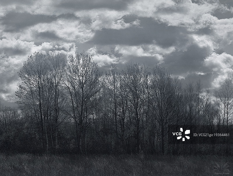 小树林图片素材