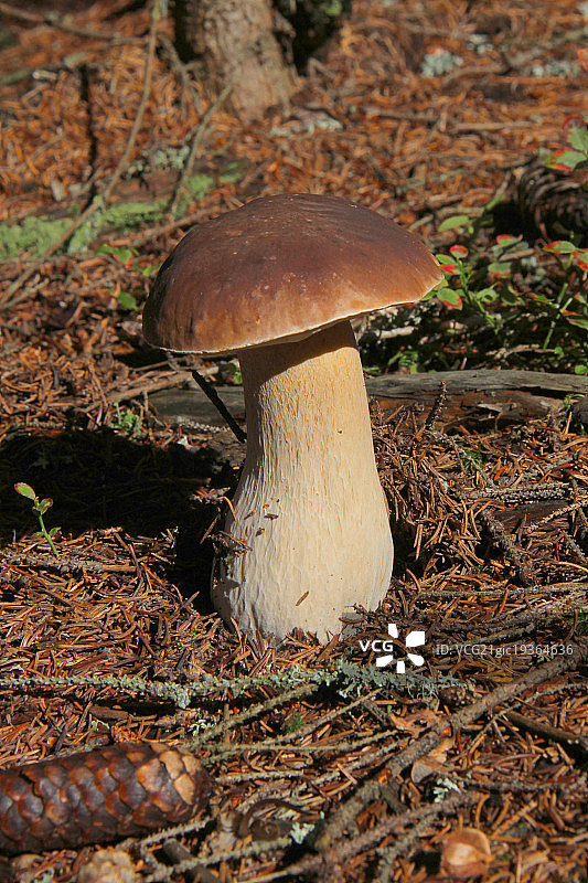 美味牛肝菌图片素材