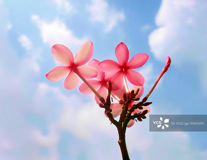 鸡蛋花天空图片素材