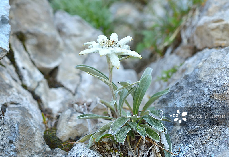 小白花图片素材
