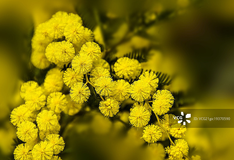 含羞草图片素材