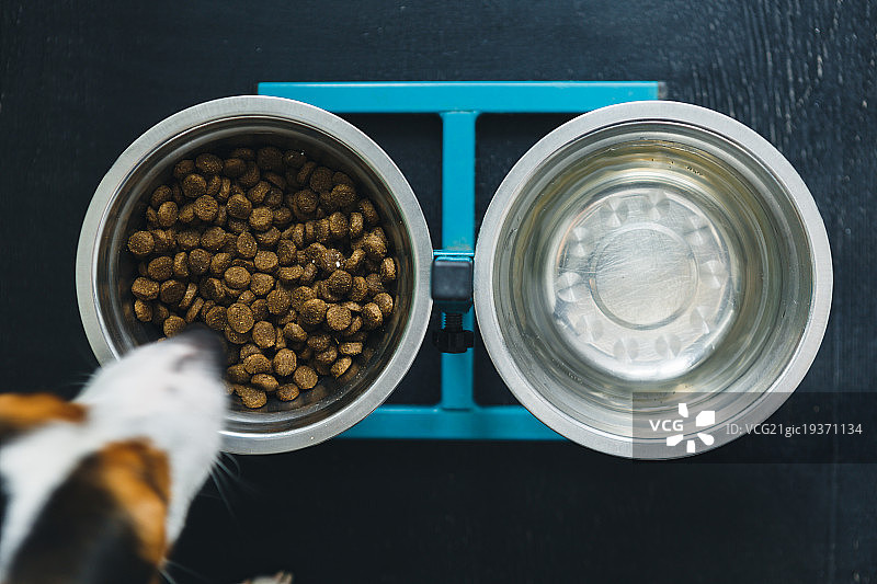 两个狗碗图片素材