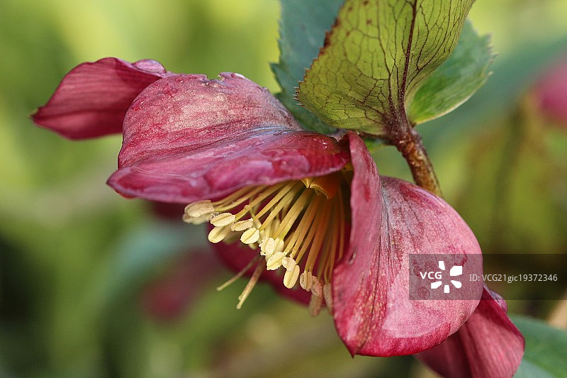 雨后的铁筷子图片素材