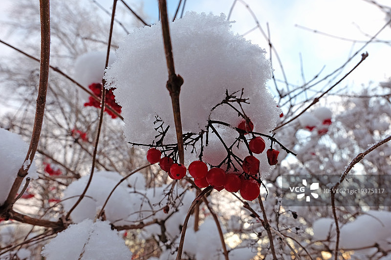 花楸浆果图片素材
