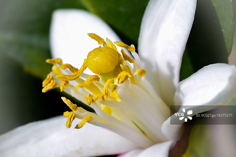 柠檬花图片素材