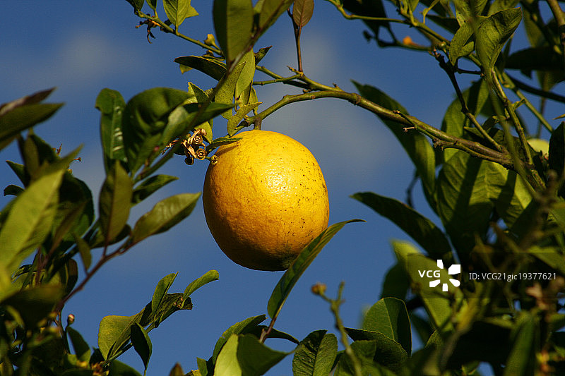 柠檬树图片素材