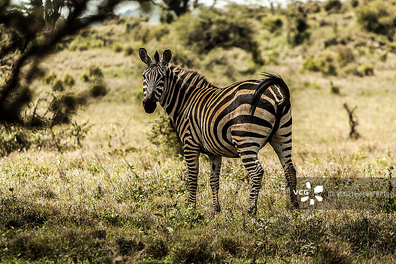莱瓦的斑马图片素材