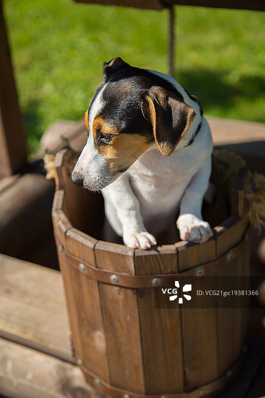 打呵欠的可爱小狗图片素材
