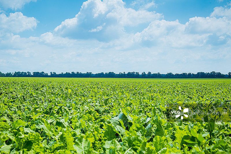 绿色的田野和蓝色的天空图片素材