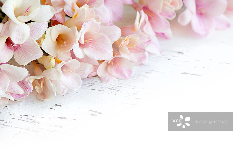 粉色小苍兰花图片素材