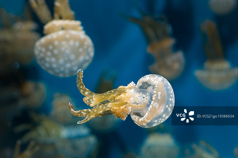 斑点水母图片素材