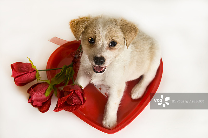 情人节小狗爱心图片素材