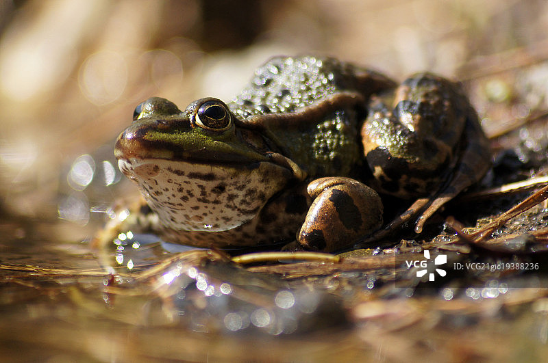 青蛙图片素材