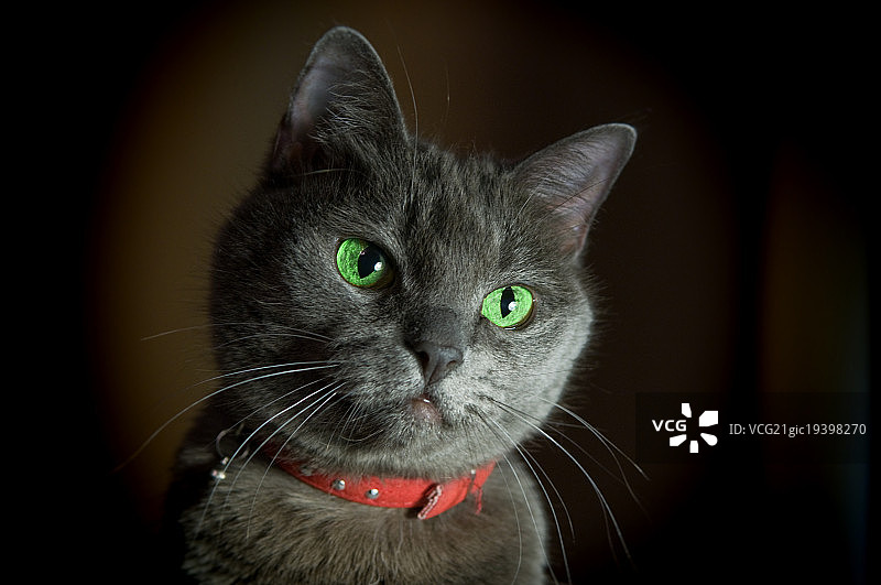 戴红色项圈的俄罗斯蓝猫图片素材