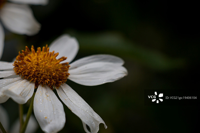 玛格丽特鸡尾酒图片素材