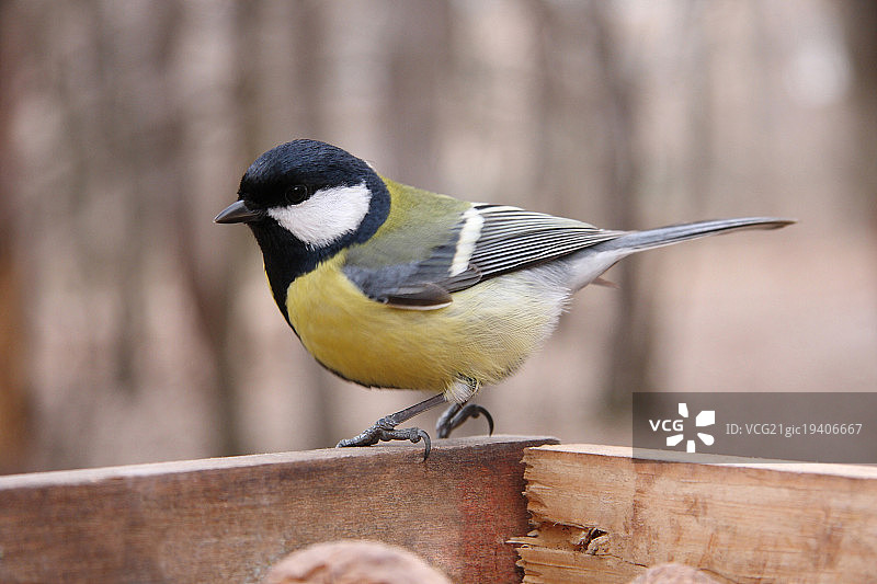 在喂鸟器中觅食的戴胜鸟图片素材
