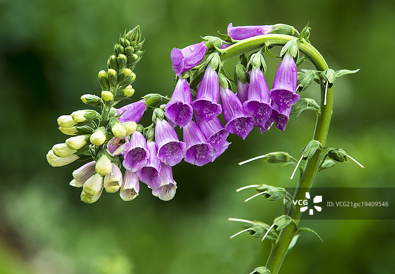 毛地黄图片素材
