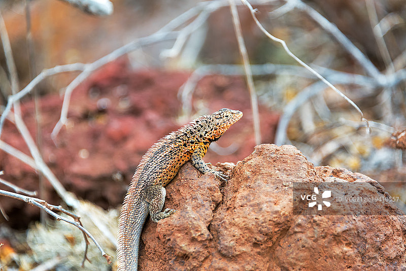 岩石上的熔岩蜥蜴图片素材