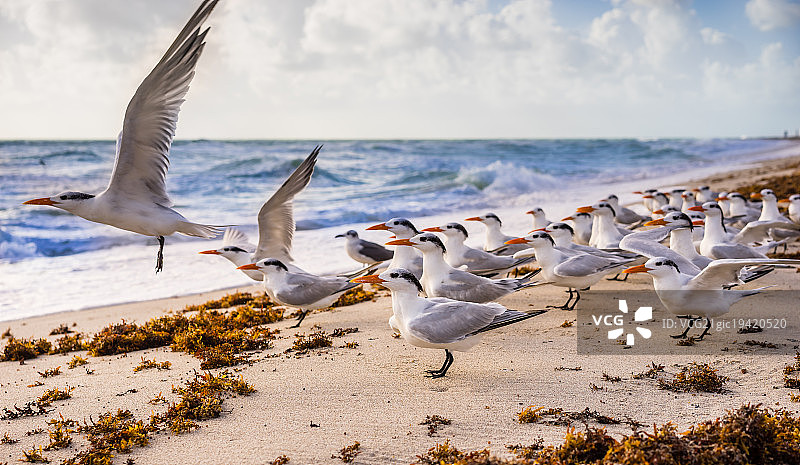 燕鸥群图片素材