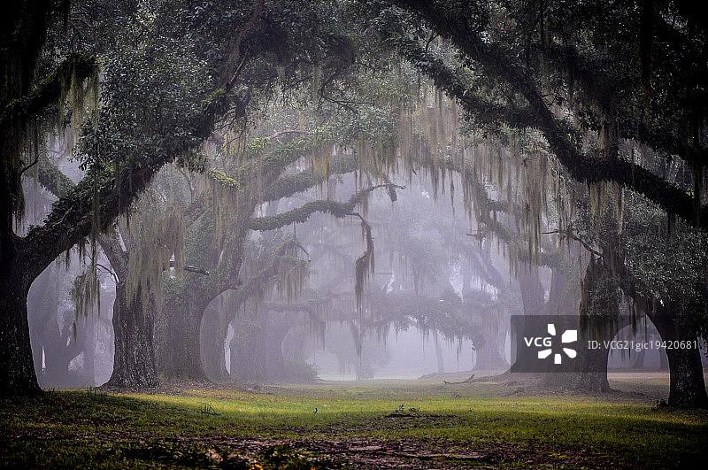 格林伍兹橡树巷图片素材