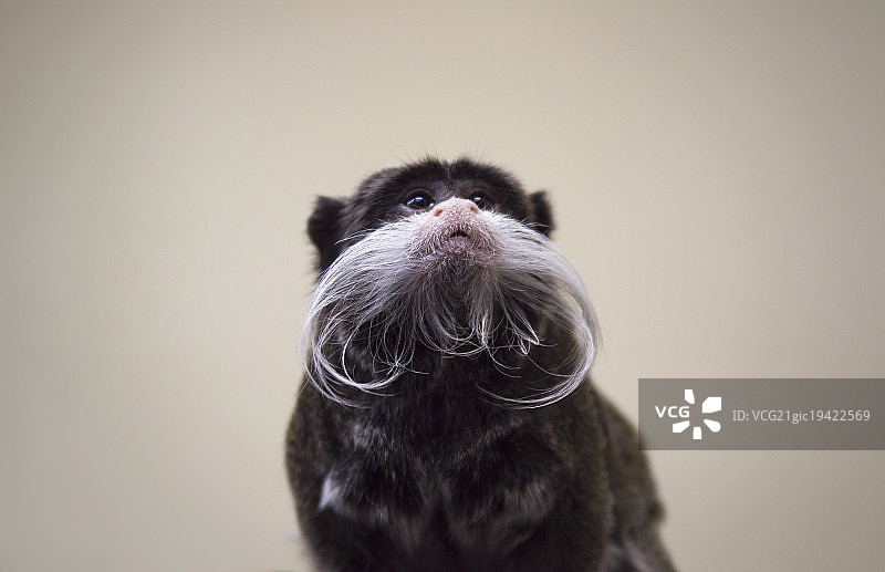 时尚猿猴图片素材