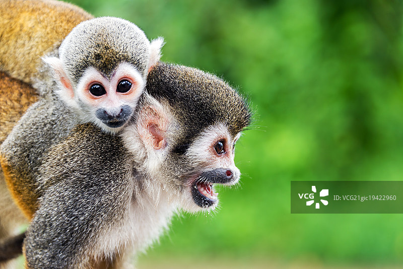 松鼠猴母子图片素材