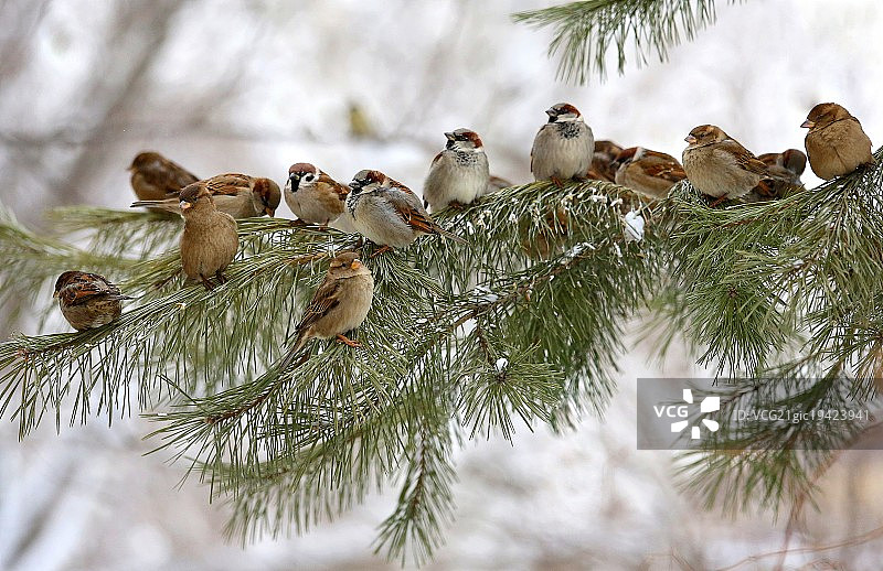 圣诞树玩具图片素材