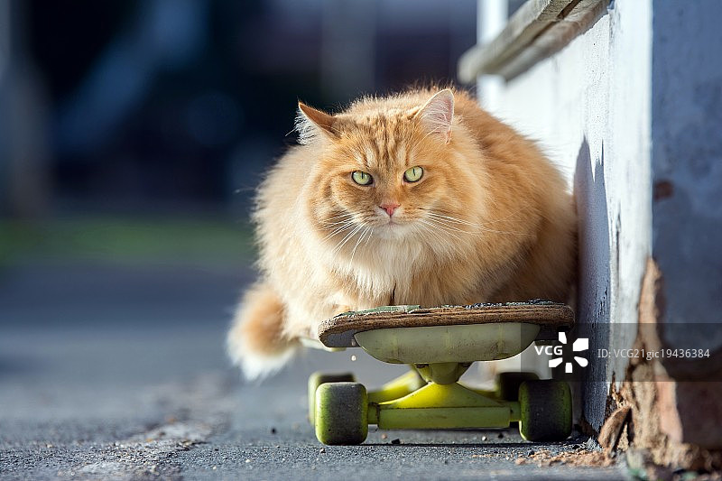 创意猫图片素材