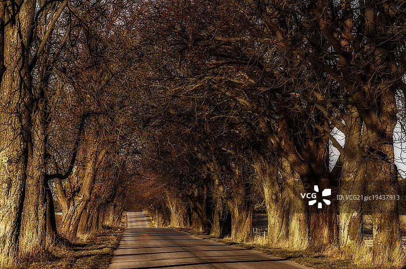 日落前的栗树图片素材