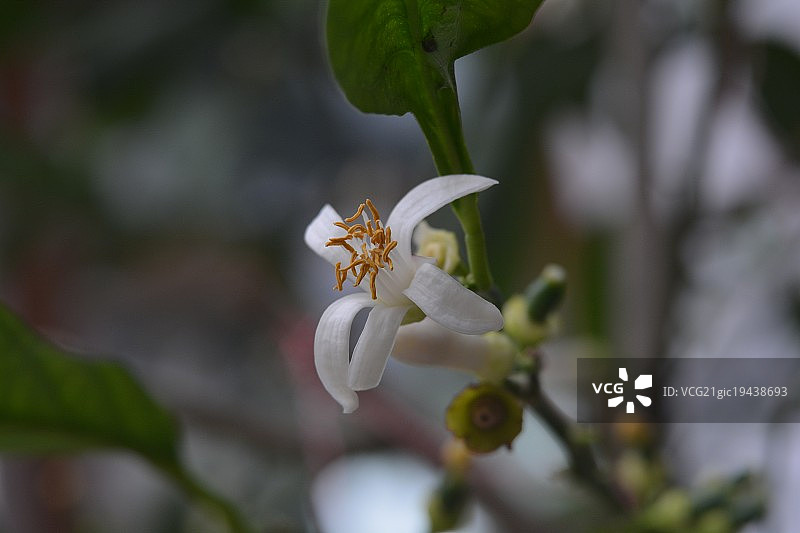 我的柠檬树图片素材