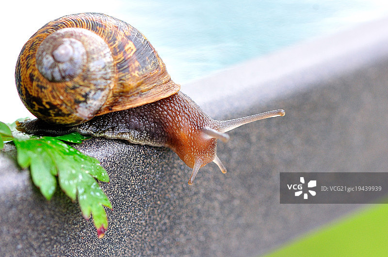 蜗牛图片素材