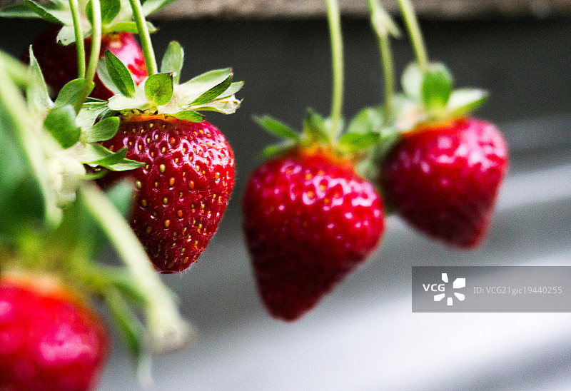 草莓贝雷帽图片素材