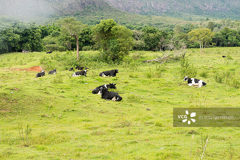 奶牛在树下吃东西和休息图片素材