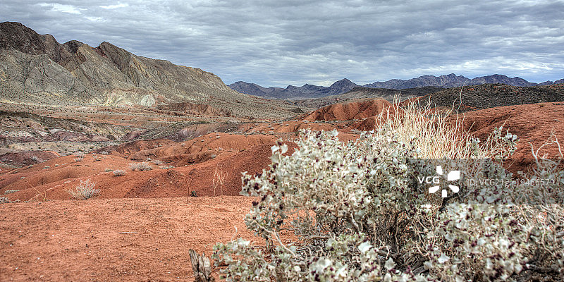 沙漠冬青图片素材