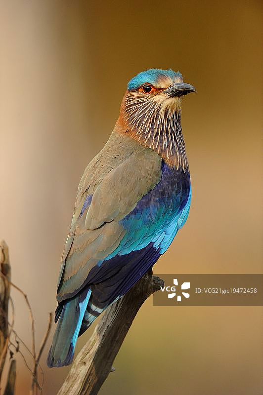 印度辊图片素材