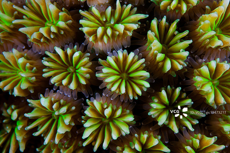 珊瑚图案图片素材